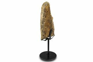 Fossil Hadrosaur Limb Bone Section w/ Metal Stand - South Dakota #335496