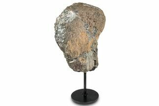 Fossil Sauropod Fibula Section with Metal Stand - Colorado #335500