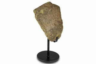 Dinosaur Vertebra Section w/ Metal Stand - South Dakota #335508