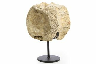 Fossil Hadrosaur Vertebra Centrum w/ Metal Stand - South Dakota #335487