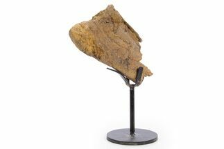 Fossil Triceratops Process Section w/ Metal Stand - South Dakota #335516