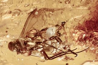 Detailed Fossil Fly (Wheelerenomyia) in Baltic Amber #335645