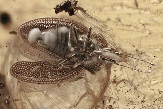 Superb Fossil Lace Bug (Tingidae) & Spider (Araneae) In Baltic Amber #335647