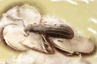 Fossil Fungus Beetle (Latridius alexeevi) in Baltic Amber #335649