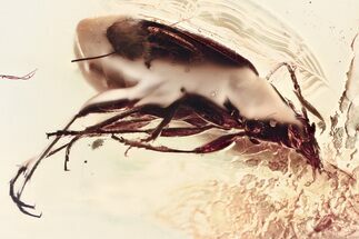 Detailed Fossil Beetle (Carabidae) in Baltic Amber #335659