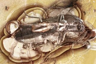 Detailed Fossil Click Beetle (Elateridae) in Baltic Amber #335668