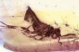 Detailed Fossil Wasp (Electroteleia) in Baltic Amber #335708