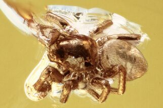 Small Detailed Fossil Spider (Araneae) In Baltic Amber #335784