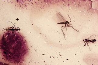 Fossil Dagger Fly w/ Phoretic Mites & Fungus Gnats In Baltic Amber #335858