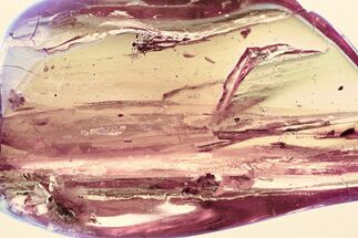 Detailed Fossil Barklouse, Flies, Wasp & Fungus Gnat In Baltic Amber #335863