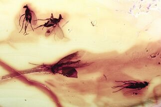 Detailed Fossil Flies and Moth In Baltic Amber - Mate Guard! #335864