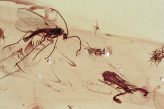 Fossil Pseudoscorpion, Fungus Gnats, and Gall Midge In Baltic Amber #335865