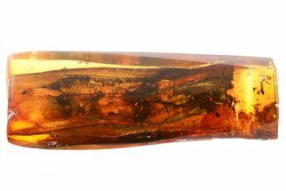 Two Fossil Fungus Gnats (Keroplatidae) In Baltic Amber #335854