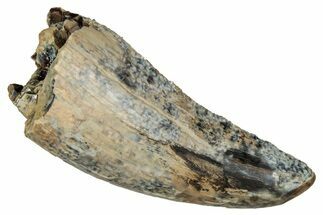 Serrated Tyrannosaur Tooth - Judith River Formation #335899
