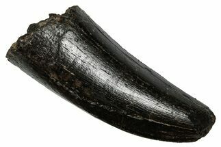 Robust, Serrated Fossil Tyrannosaur Tooth - Two Medicine Fm #335913