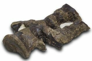 Dinosaur Fossils For Sale