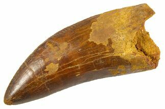 Serrated Carcharodontosaurus Tooth - Huge Dinosaur Tooth #336068