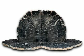 Rare, Petrified Wood (Schilderia) Bookends - Arizona #336089