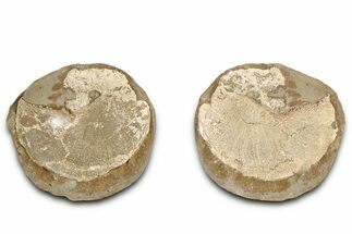 Pink Champagne Ammonite (Hoploscaphities) Fossil (Pos/Neg) - SD #336260