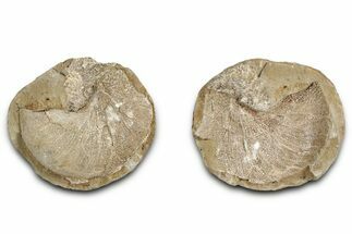 Pink Champagne Ammonite (Hoploscaphities) Fossil (Pos/Neg) - SD #336261