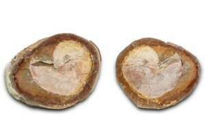 Rare Schloenbachia Ammonite From Kazakhstan (#4704) For Sale