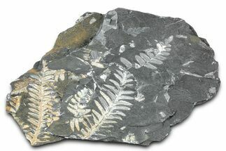 Fossil Seed Fern (Alethopteris & Pecopteris) Plate - Pennsylvania #336330