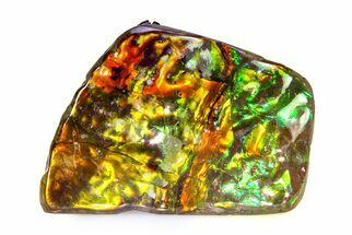 Iridescent Ammolite (Fossil Ammonite Shell) - Rainbow Colored #336280