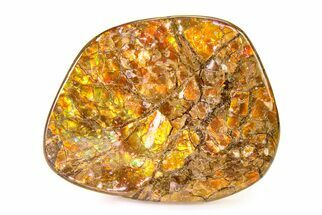 Iridescent Ammolite (Fossil Ammonite Shell) - Alberta #336281