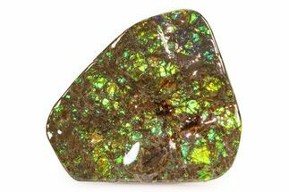 Iridescent Ammolite (Fossil Ammonite Shell) - Brilliant Greens #336287