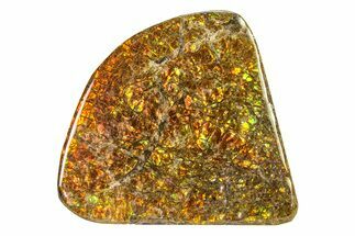 Flashy Ammolite (Fossil Ammonite Shell) - Greens & Oranges #336334