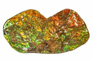 Flashy Ammolite (Fossil Ammonite Shell) - Greens & Oranges #336338