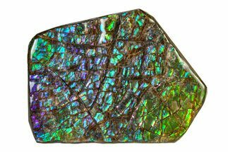 Flashy Ammolite (Fossil Ammonite Shell) - Greens & Purples #336342