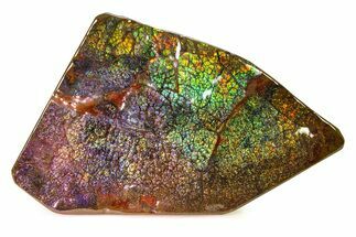 Flashy Ammolite (Fossil Ammonite Shell) - Brilliant Greens #336362