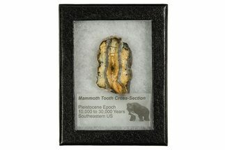Mammoth Molar Slice With Case - South Carolina #335356