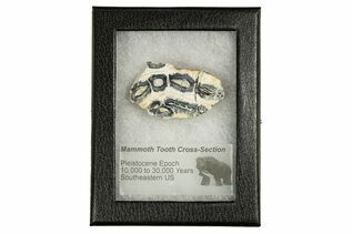 Buy Mammoth