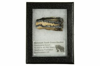 Mammoth Molar Slice With Case - South Carolina #335358