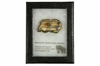 Mammoth Molar Slice With Case - South Carolina #335372