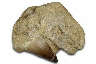 Fossil Mosasaur (Thalassotitan) Tooth in Rock - Morocco #336367