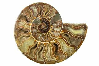 Cut & Polished Ammonite Fossil (Half) - Madagascar #336652