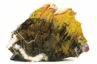 Polished Petrified Wood (Araucarioxylon) End-Cut - Arizona #336658