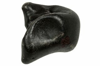 Fusion Crusted Sikhote-Alin Iron Meteorite ( g) - Russia #334542