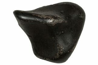 Fusion Crusted Sikhote-Alin Iron Meteorite ( g) - Russia #334578