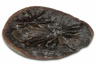 Fossil Horsetail (Annularia) Nodule Half - Mazon Creek #336177