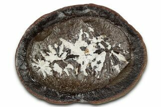 Fossil Horsetail (Annularia) Nodule Half - Mazon Creek #336183