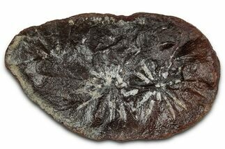 Fossil Horsetail (Annularia) Nodule Half - Mazon Creek #336187