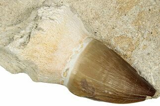 Rooted Mosasaur (Thalassotitan) Tooth in Rock - Morocco #336377