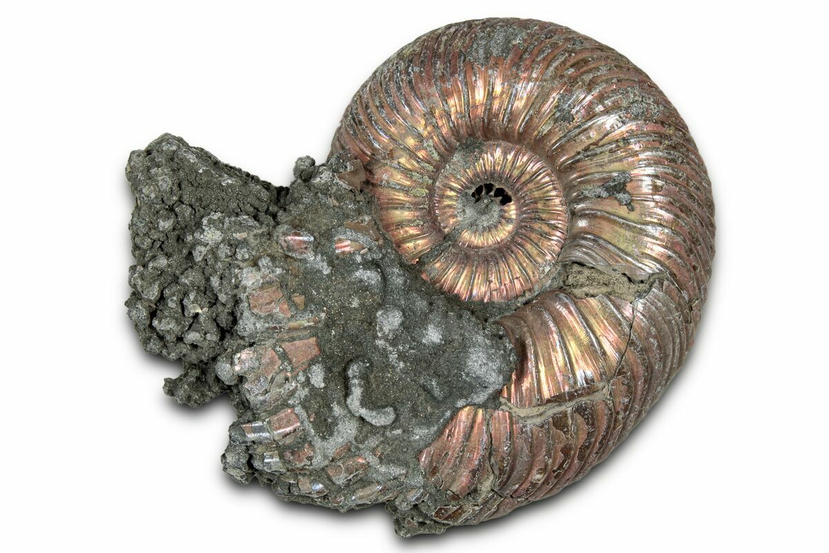 Pyritized Shells 2.1