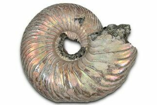 Iridescent, Pyritized Ammonite (Quenstedticeras) Fossil - Russia #336217