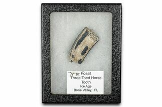 Fossil Three-Toed Horse Tooth - Bone Valley, Florida #336404