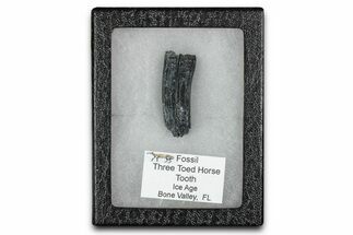Fossil Three-Toed Horse Tooth - Bone Valley, Florida #336413